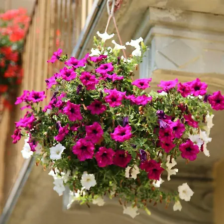 La Bella Dormiente Panzió