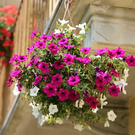 La Bella Dormiente Bed & Breakfast