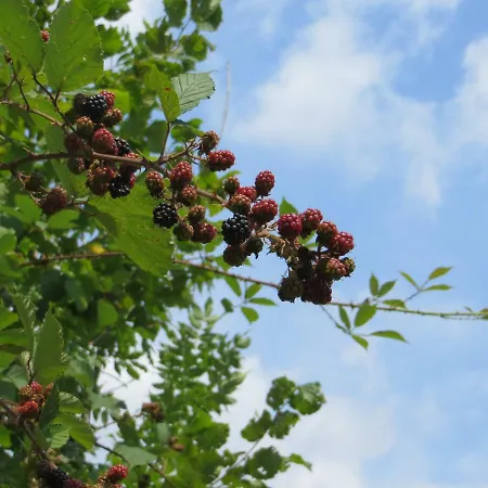 La Bella Dormiente 3* Castellamonte